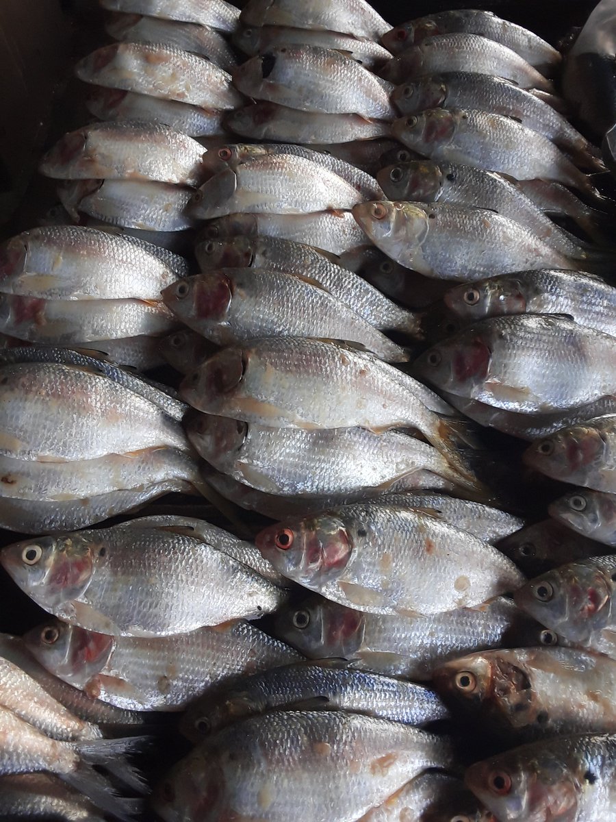 Bob Cham (@bubacarrcham111) on Twitter photo 