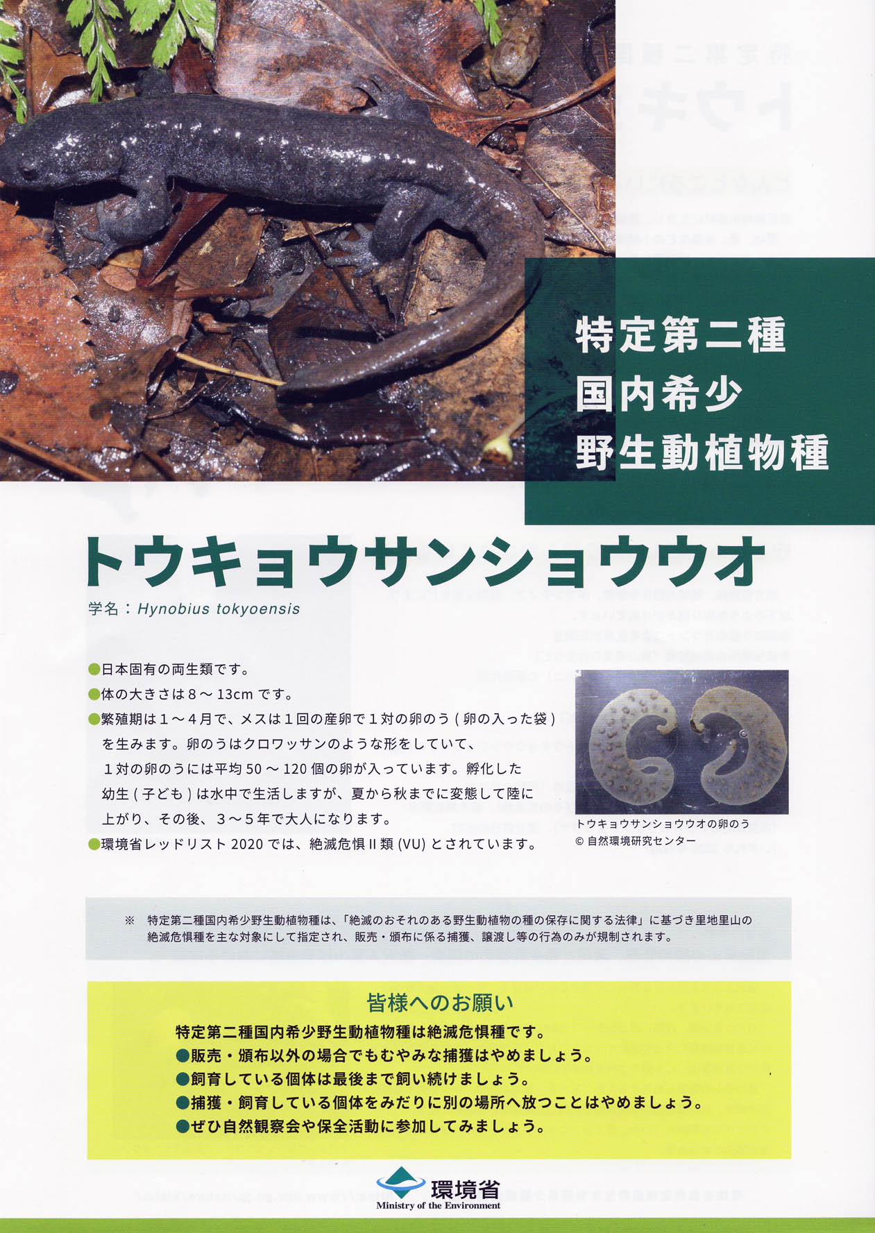 工房うむき 環境省から 特定第二種制度 でのトウキョウサンショウウオの扱いについて チラシのjpgデータが届いた 先日の トウキョウサンショウウオシンポジウムhttps T Co Lydehvagjx で解説された内容がまとめてある 拡散してもらえるとありがたい 工房うむき 環境省から 特定第二種制度 でのトウキョウサンショウウオの扱いについて チラシのjpgデータが届いた 先日の トウキョウサンショウウオシンポジウムhttps T Co Lydehvagjx で解説された内容がまとめてある 拡散してもらえるとありがたい