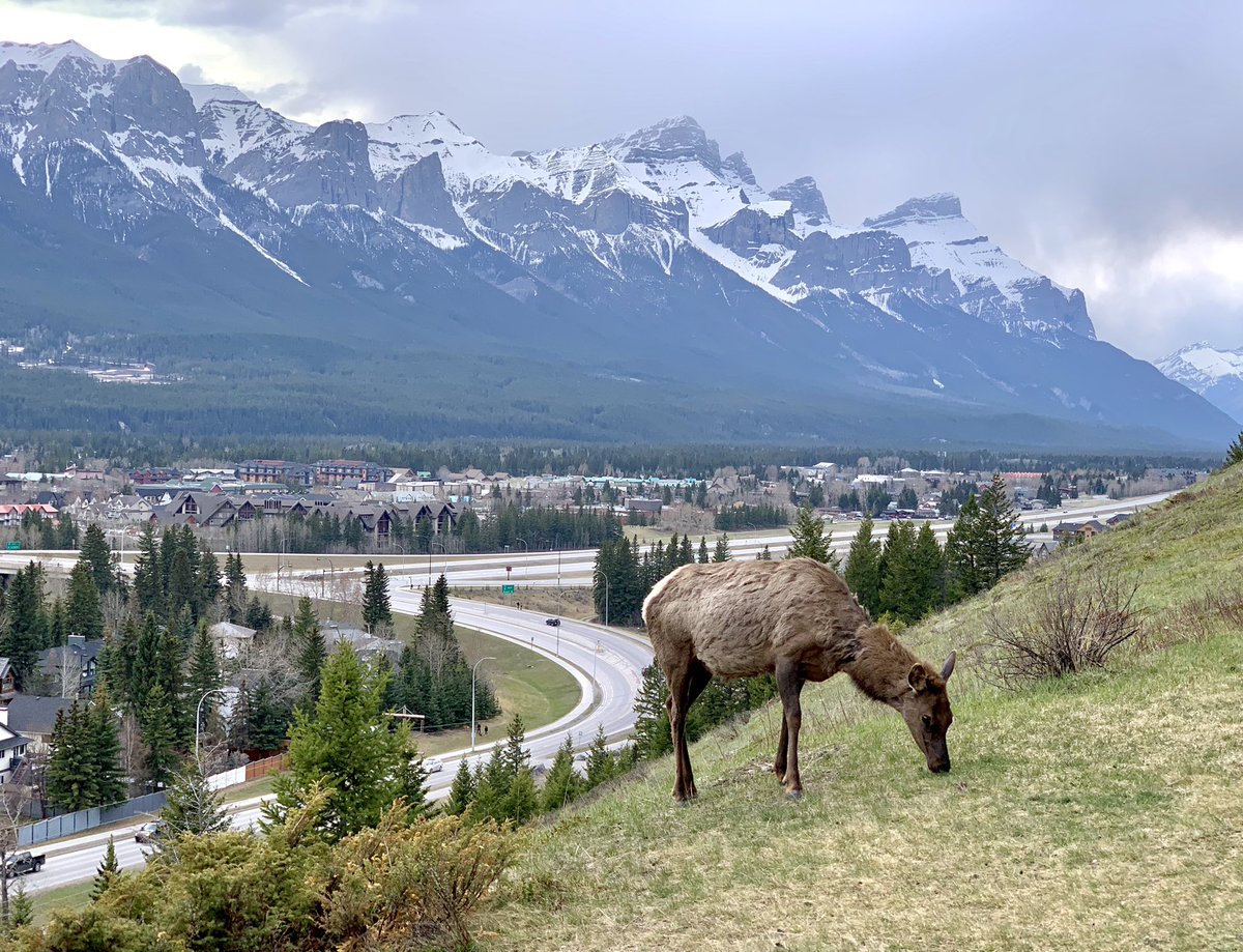 MichaelChupik's tweet photo. #Canmore #Kananaskis https://t.co/VmNCxmTLXU