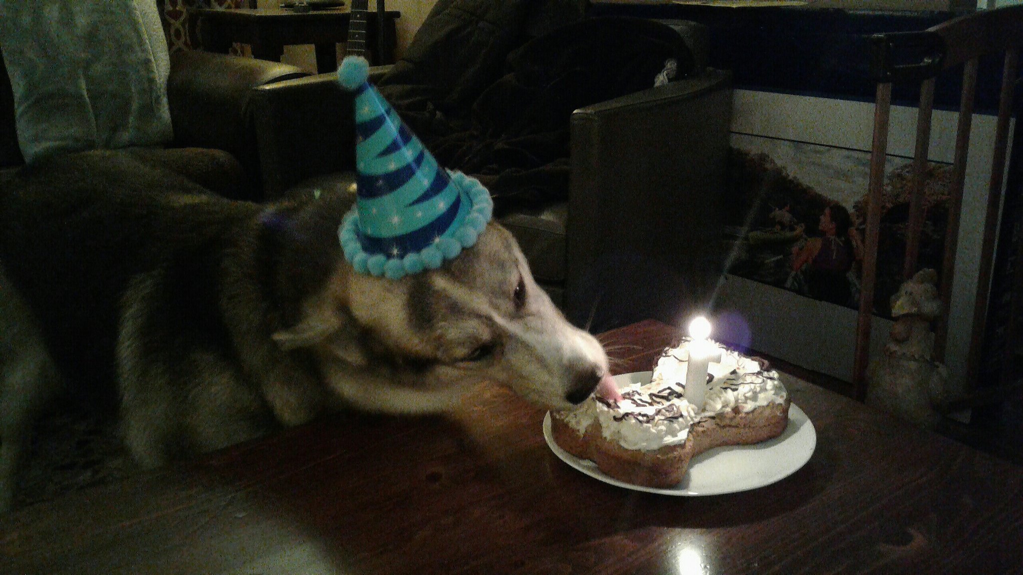 Happy Birthday from me and my rescue Stevie Nicks...good luck with school 