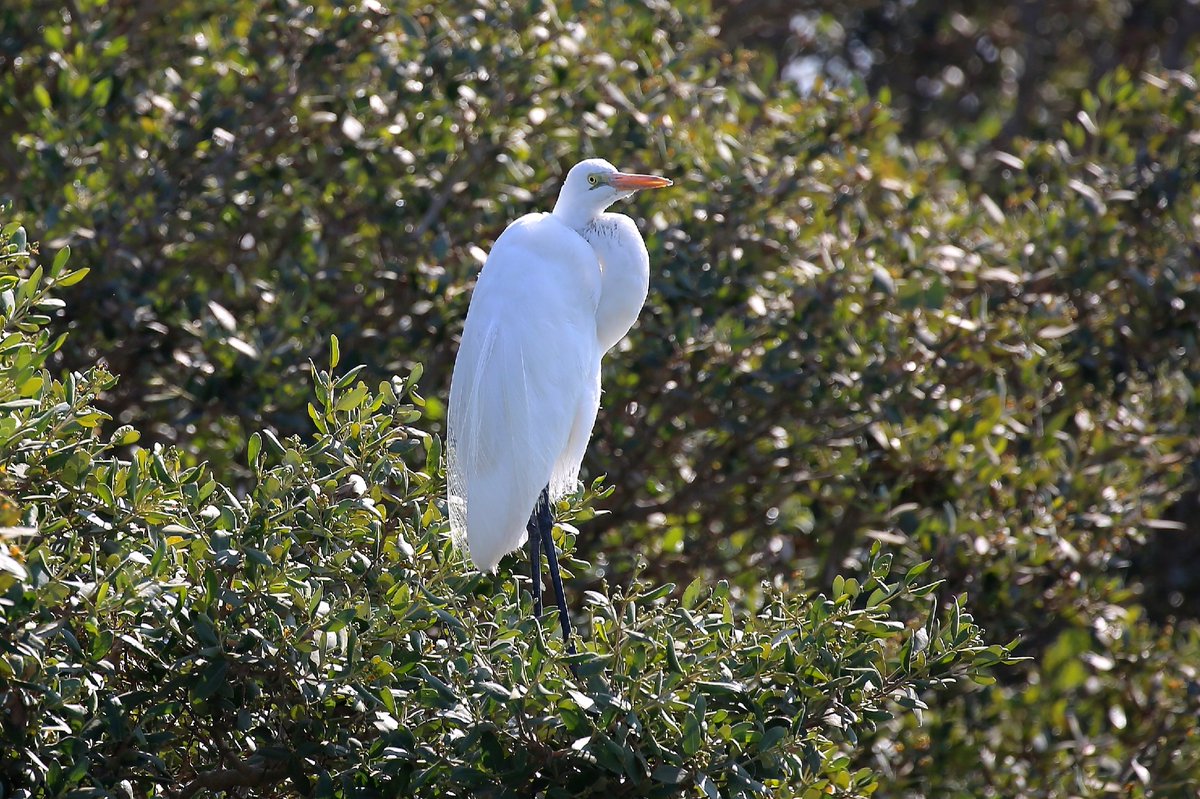 yatinfugro's tweet photo. Birds in Diu !! @prafulkpatel @tapasyaraghav @rai_saloni @incredibleindia @VisitDiu https://t.co/i8Vi0SK257