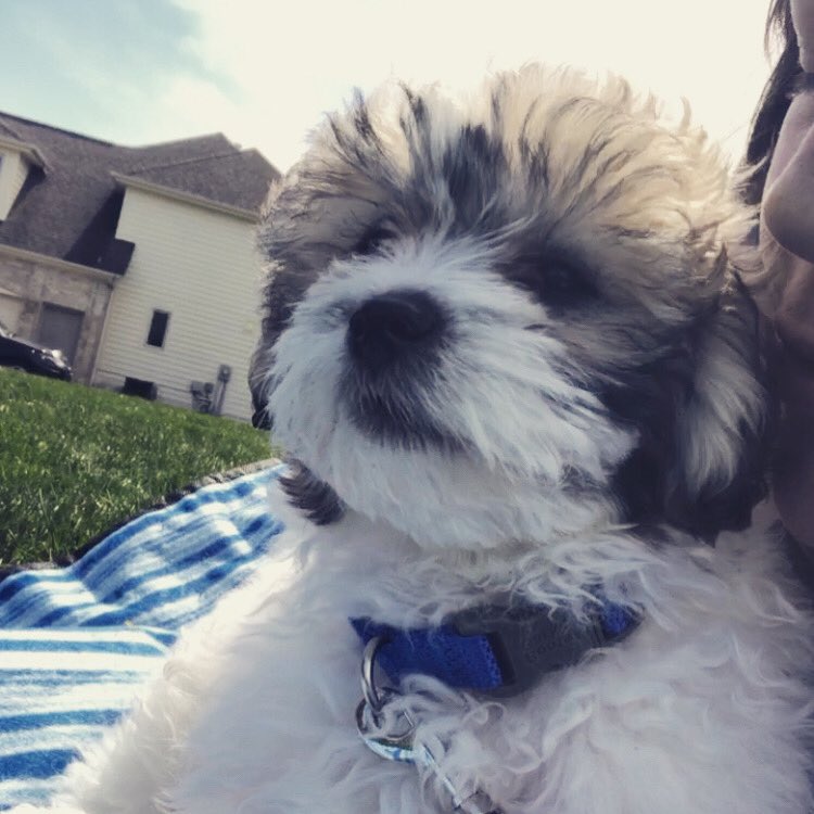 CaityRogers's tweet photo. Since there is no longer a bus to track...... my Twitter is dedicated to my pupper.... Silver https://t.co/3JjrvFXDTK