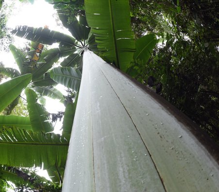 fbzero16's tweet photo. Musa ingens - Giant Banana
هو أكبر واضخم نبات من عائلة الموز. تنمو في الغابات الاستوائية الجبلية في غينيا الجديدة ، ويمكن أن تصل أوراقها إلى طول 5 أمتار وعرض 1 متر. يصل ارتفاع "الجذع" عادة إلى 15 مترًا ، مع ارتفاع إجمالي الأوراق 20 مترًا https://t.co/xL2HoCQipH