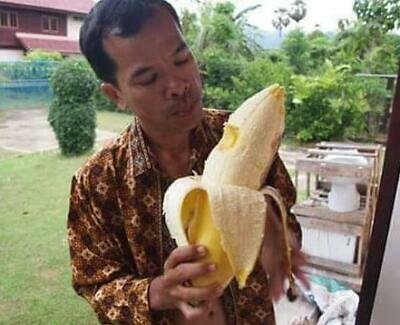 fbzero16's tweet photo. Musa ingens - Giant Banana
هو أكبر واضخم نبات من عائلة الموز. تنمو في الغابات الاستوائية الجبلية في غينيا الجديدة ، ويمكن أن تصل أوراقها إلى طول 5 أمتار وعرض 1 متر. يصل ارتفاع "الجذع" عادة إلى 15 مترًا ، مع ارتفاع إجمالي الأوراق 20 مترًا https://t.co/xL2HoCQipH