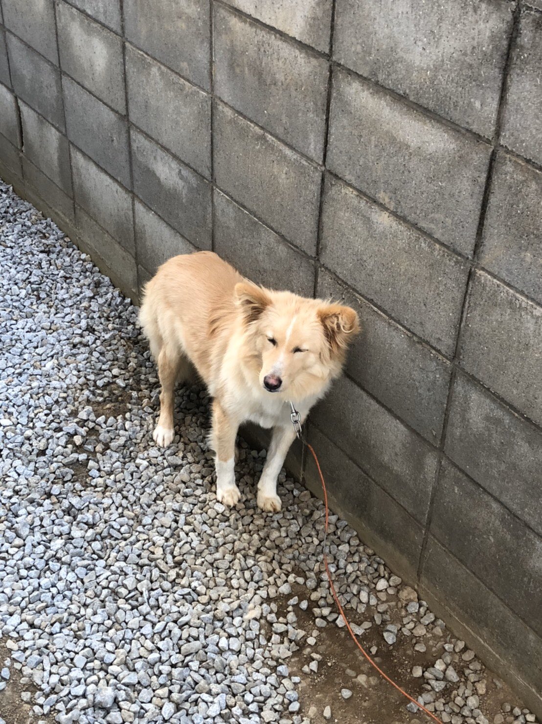 トッティ三木町迷子犬 オス 茶色で毛が長い 中型犬で体重か15キロ前後です 青色の首輪をしていて 水色と白色の虫除けを首にしています ワイヤーが切れて脱走したので ワイヤーの切れ端が付いています 朝発見した時は 脚が泥で汚れていました 三