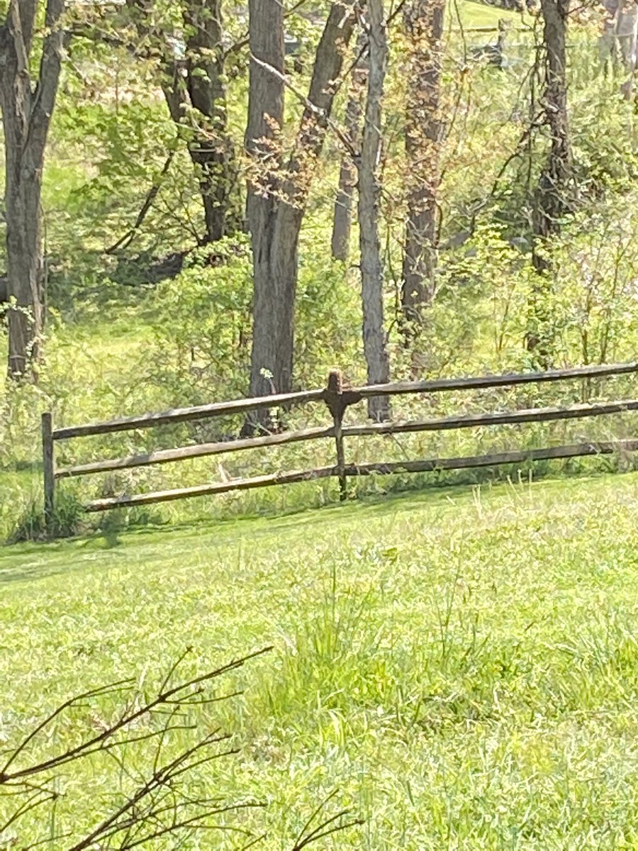 wcdhrider's tweet photo. @BauerOutage Just had the same thing at my house today. We called a bee keeper and he got them all. https://t.co/SwPeV65inm