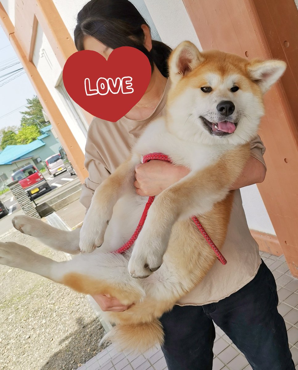 あきほ 秋田犬保存会 秋田犬会館 Twitter પર 5ヶ月なりたての仔犬ちゃんキロオーバー