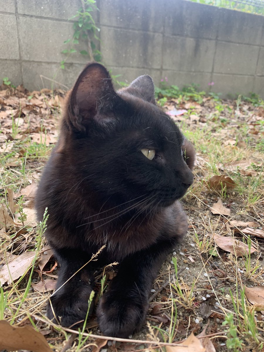 otoku0801's tweet photo. 平日の真っ昼間に黒猫撮ってた
可愛いというかもはや綺麗 https://t.co/kZFAqZlf27