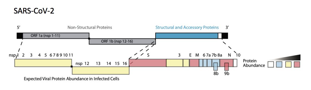 7/ Next they determined the relative frequency of specific CD4+ T-cell responses for various antigens and they found that the majority of T-cell responses were against the most highly expressed viral proteins: more antigen, more presentation, more reactive T cells.