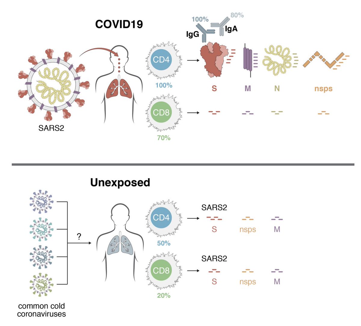 11/ In their discussion they note that a COVID-19 vaccine consisting of Spike protein would likely be able to elicit spike CD4+ T-cell responses but that adding other antigens such as M and N would better mimic responses in convalescing patients