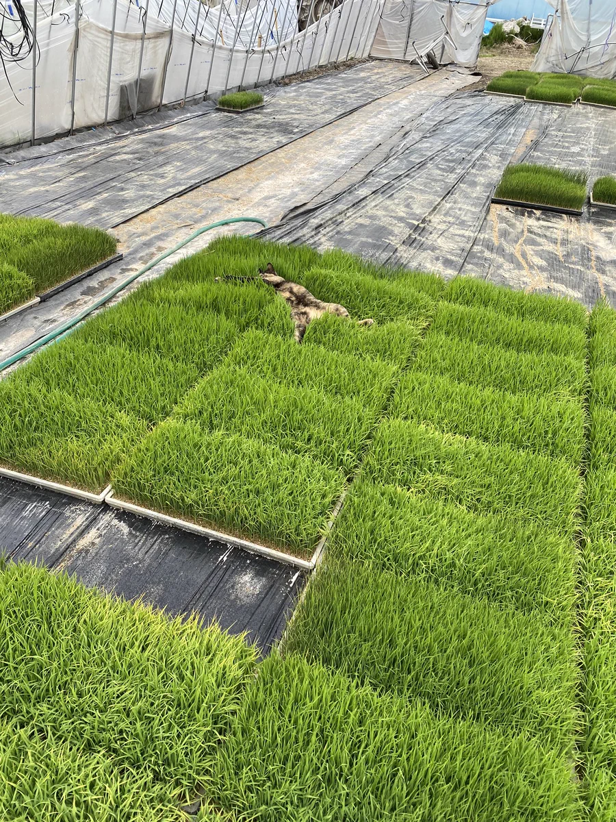 芝生の上でお昼寝…？！ネコちゃんが寝ているのは田植え前の稲の苗だったwww