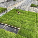 芝生の上でお昼寝…？!ネコちゃんが寝ているのは田植え前の稲の苗だった!