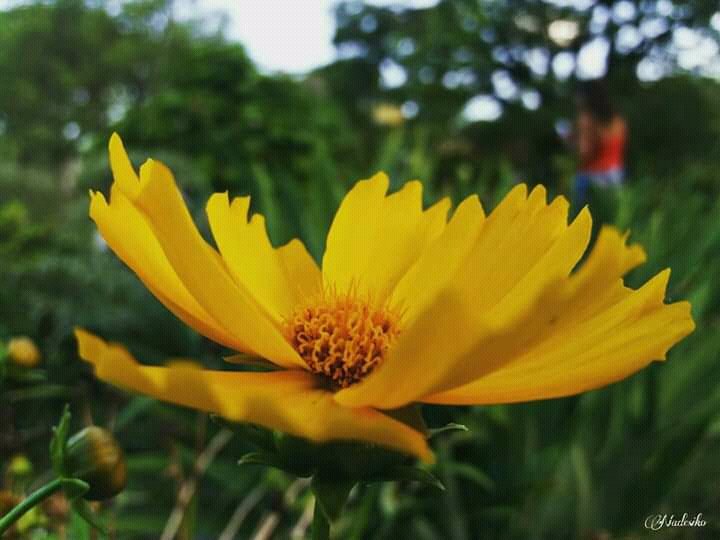 DayanaDelaO's tweet photo. 20-02-2020 🌻
#flowerphotography #nature #fiore #flores🌸 #floresfotografía #naturalezafotografía #fleurs🌸 #plantasfotografía #flowersphotos #blume #lule #blodyn #bláth #花卉 #花 #rainflower #flowers #flowersbeautyful #naturephotography #hoa #puawai #ubax #פרח #fjura #फूल https://t.co/d1NmBk8GcR