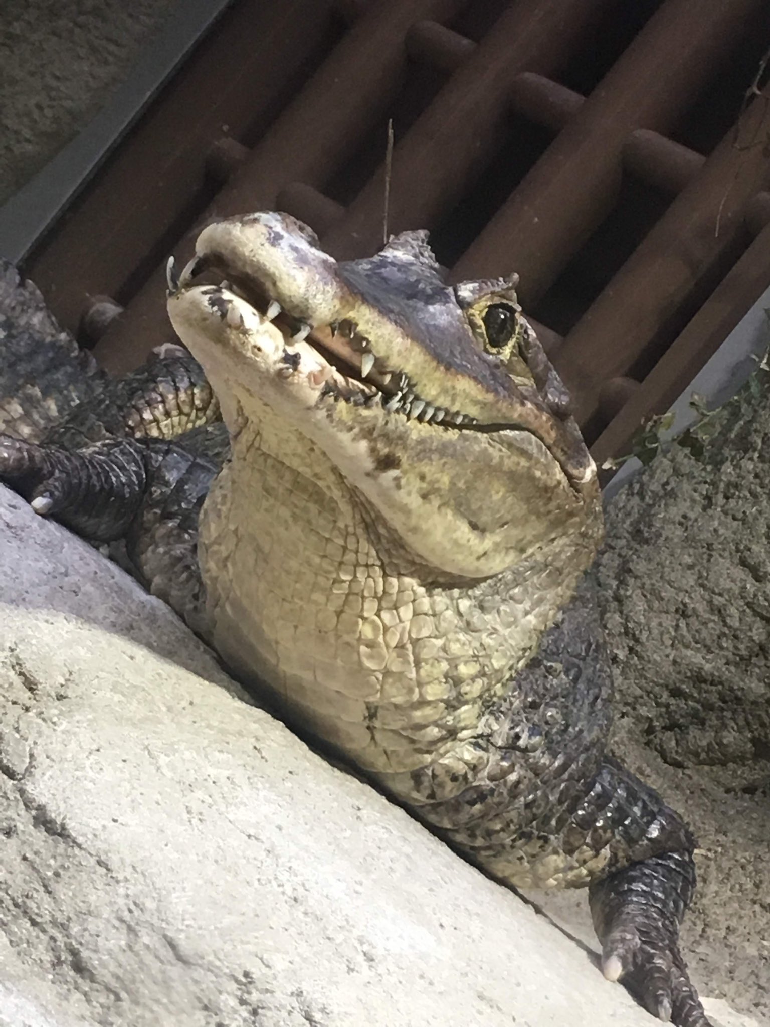仙台うみの杜水族館公式 on X: 