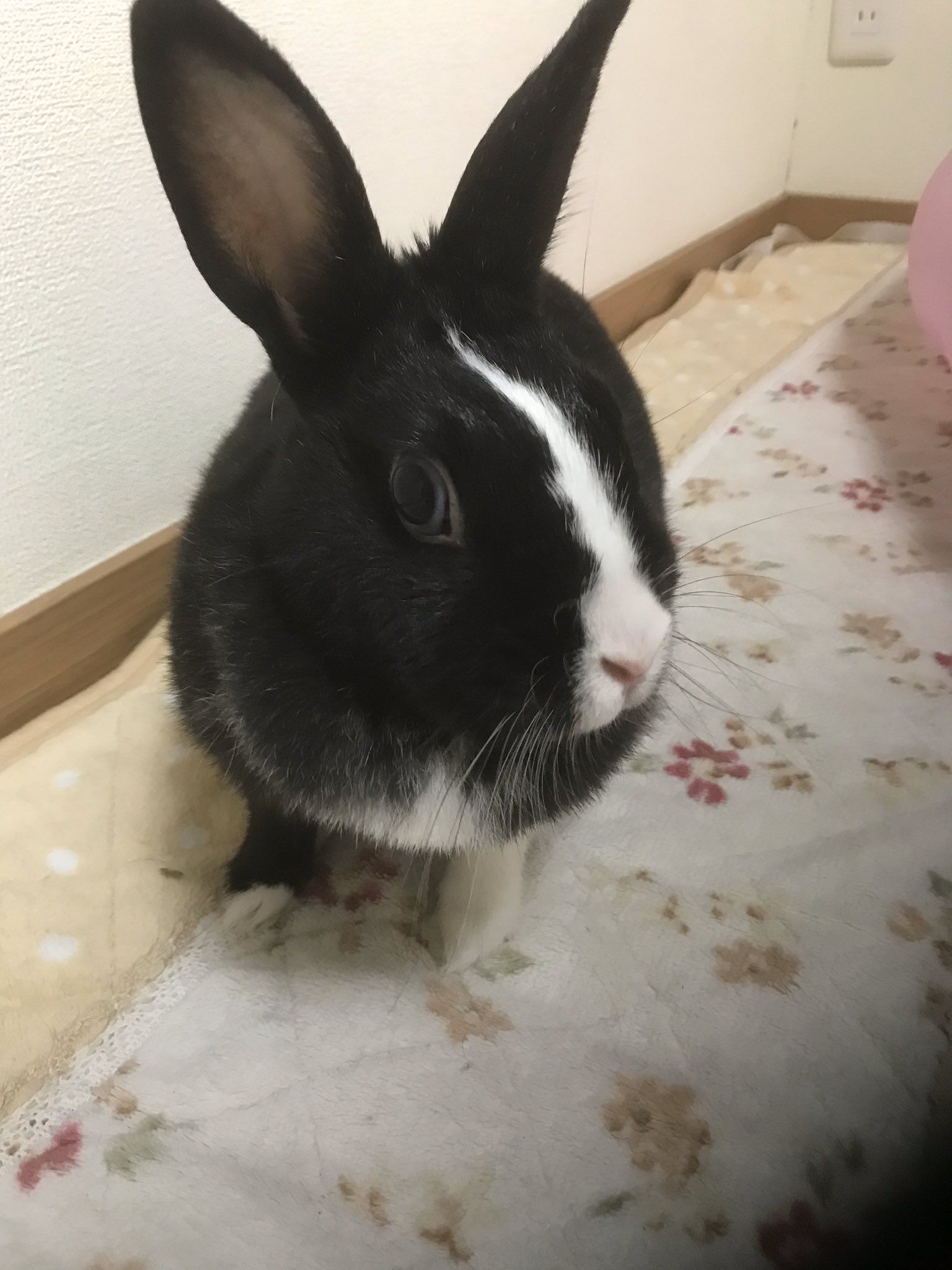うさぎ当番 ノアとイブ Devoir De Lapin Twitter