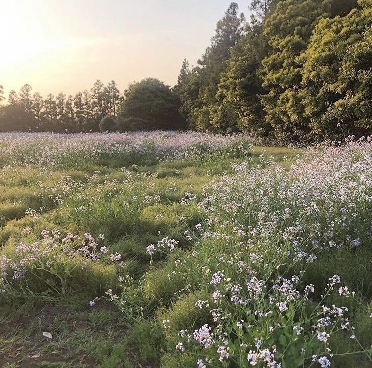 carrot bagel (@a_daisy_home) on Twitter photo 