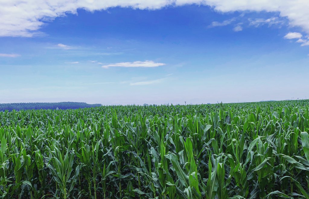 JorgeM_Olloqui's tweet photo. Feliz día de #SanIsidro a todos los #agricultores y #agricultoras, así como al equipo de @iRiego #Maíz #Riego #iRiego #leonesp #Páramo https://t.co/fytCGrKOd0