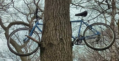 OxtedLibrary's tweet photo. I went for a walk and found this! As it is #GetCreativeAtHome week can you come up with a story or limerick to explain why the bike is up the tree?
#GetCreativeUK
@SurreyLibraries
#LibrariesFromHome
#cycling
#FridayMotivation https://t.co/eJqrD7tK9S