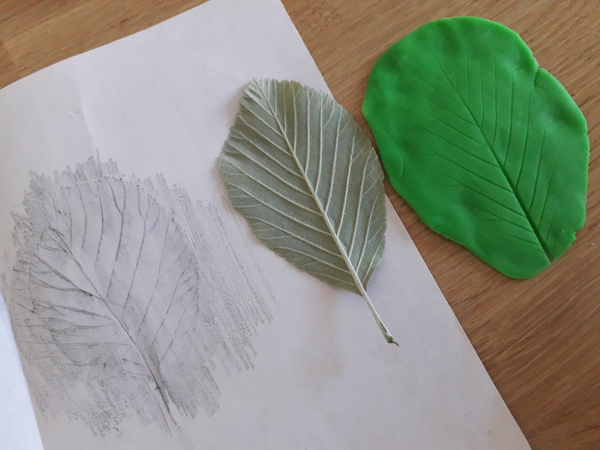 SamSwaisland's tweet photo. @TowersOne here is our rubbing &amp; impression. We think its an ALDER? https://t.co/ctoLrDZnWW