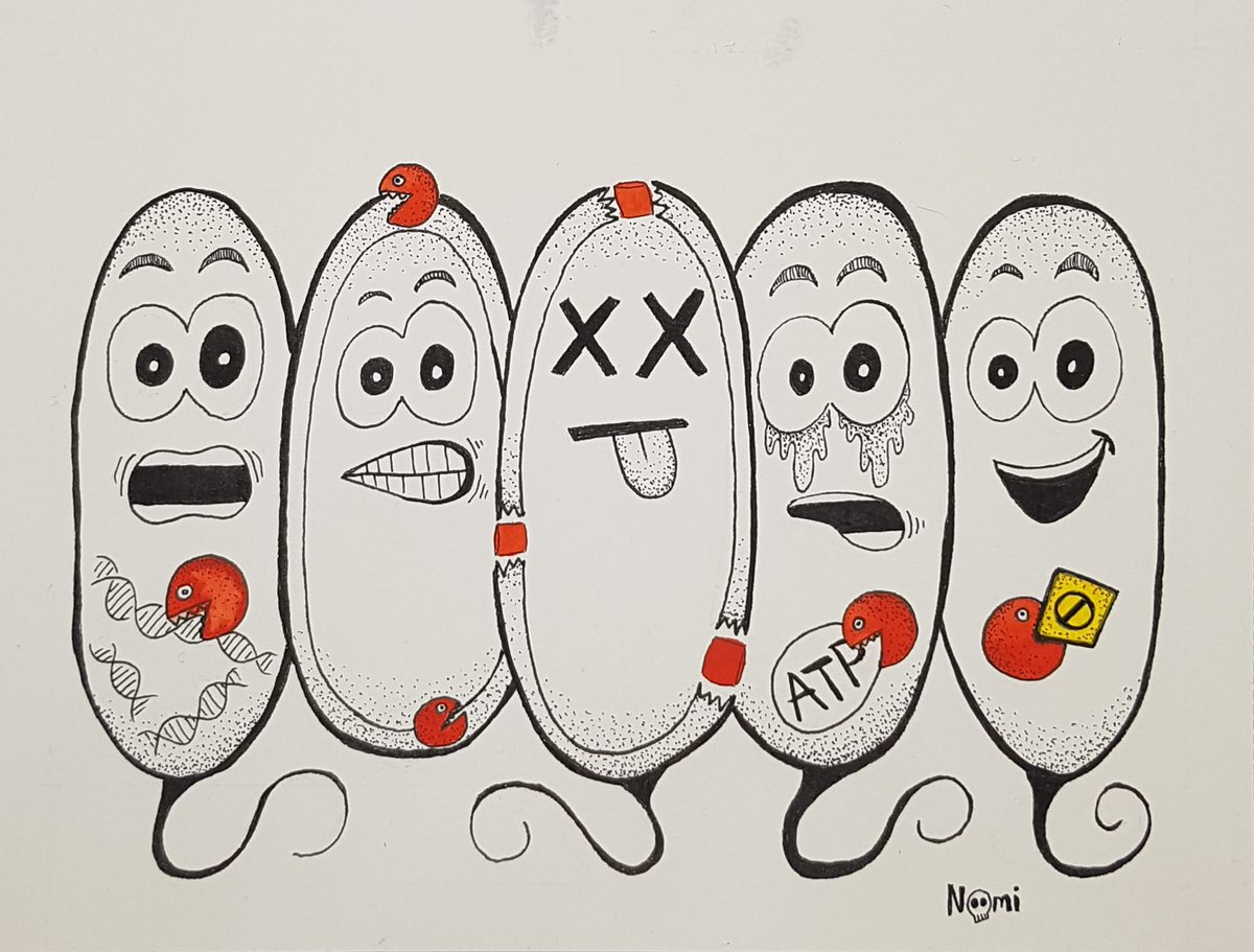 Bacterialworld's tweet photo. To learn more about #bacterialwarfare #type6secretionsystem read my post The bacterial armoury
https://t.co/BjVa2X1ah5
#sarahslittleworld https://t.co/KLiFUVBAPs
