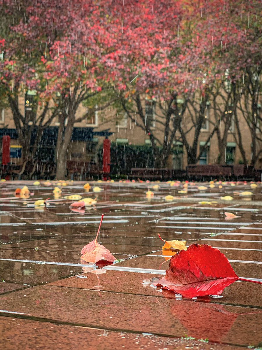 Autumn leaves on a courtyard floor, rain falls in the background.