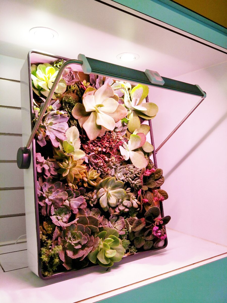 opcomfarm's tweet photo. 💖 More nice ingenuity in life, add a little creativity, make your ordinary days better.
Get rid of the traditional flower utensils of the past, succulents are matched with common flower materials,
With the addition of technological elements, a beautiful indoor garden was born. https://t.co/A71pe72qdn