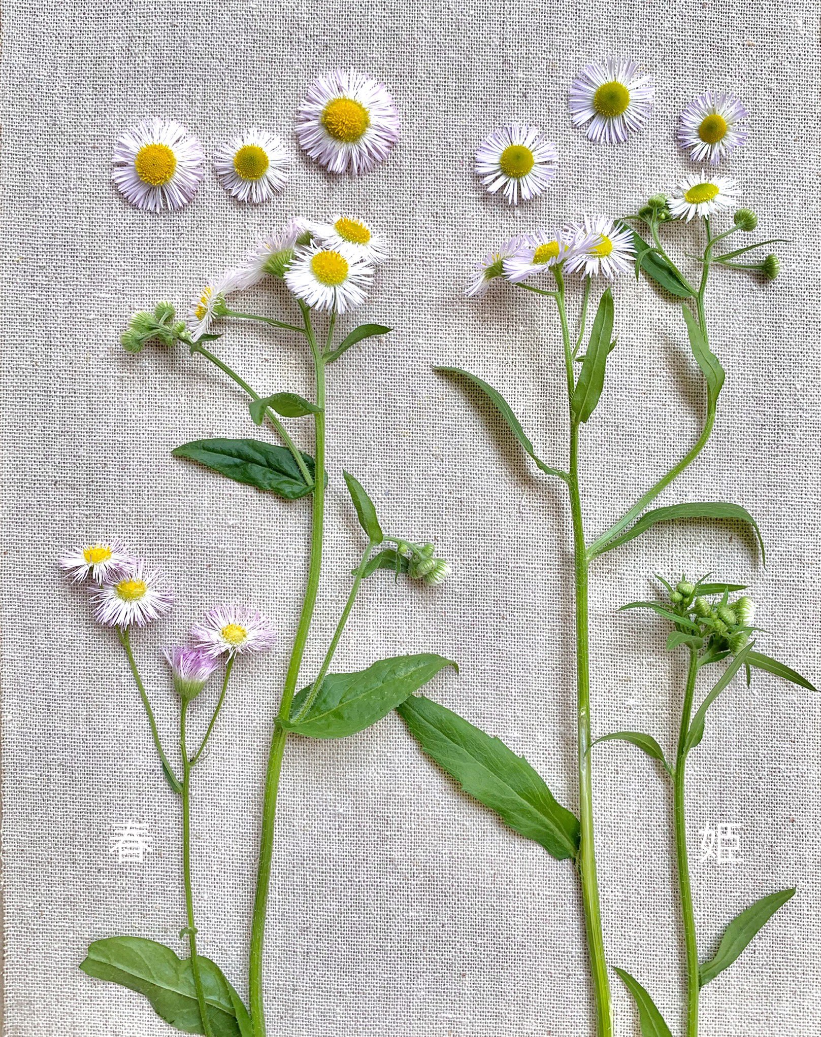 Inori ハルジオンのレストラン です 花びらを色ごとに分けて使いました お花で遊ぶのは幸せです 学生の頃 牧野富太郎博士に教えを受けた うろ覚え 生物の先生から先生オリジナルのハルジオンとヒメジョオンの見分け方を教えて貰いました 一度聞