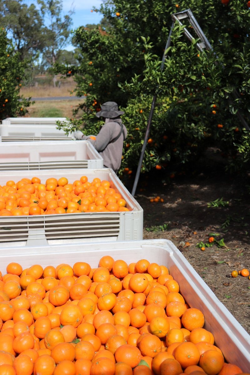 Ironbark Citrus tweet media