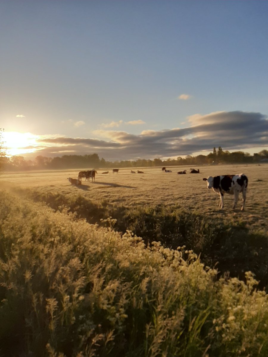 corhpol's tweet photo. Vroege ochtendwandeling in mei en dan zie je dit. #genieten  #KleinGarnwerd #Schilligeham  #Reitdiepdal #Winsum #Groningen #Netherlands #keepfit #weerplaza #buienradar #sunrise https://t.co/Qt6WQYuBTK