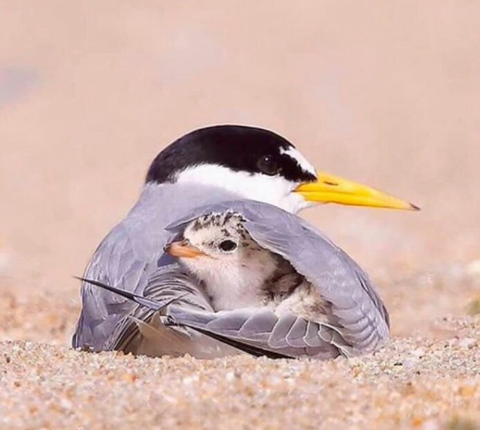 #البشاره

أُمي إني أعلمُ يقيناً أن 
الحياه ليست حبيبة أحد
أُمي حرفيّ يتيم عند ذكرك 
أسألُ الله أن لايُشرق 
فجرٌ في عمري دونك ..