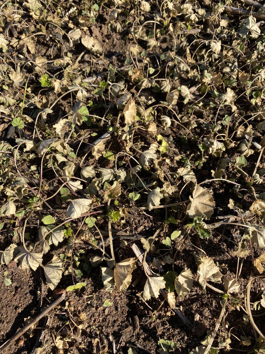 denispedler's tweet photo. B Power @ 100ml plus knockdown on thick marshmallow. &amp; volunteer Lupins . Impressive! https://t.co/QcAKO2fZyK