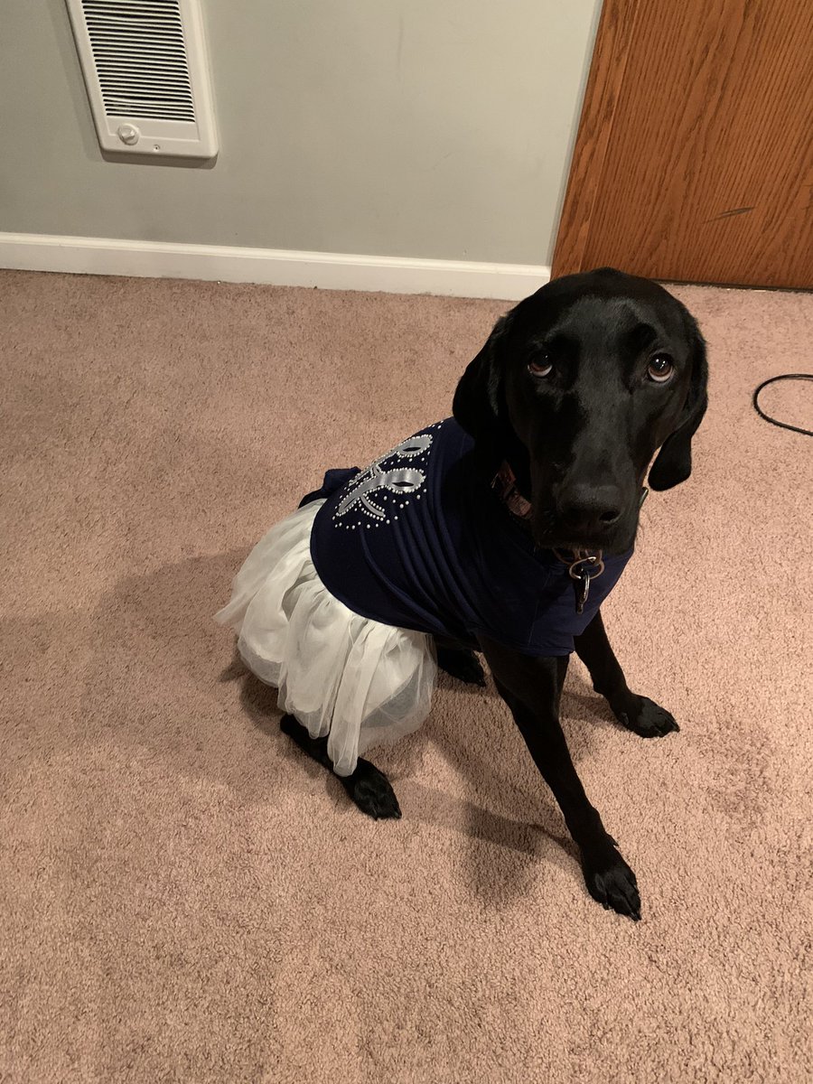 adognamedpiper's tweet photo. Seniors: you only graduate once from high school. You’d better drive through to get your diploma and wave at me, your very best dog friend. #workingdog #facilitydog #graduation #2020 https://t.co/RuabvqTLlP