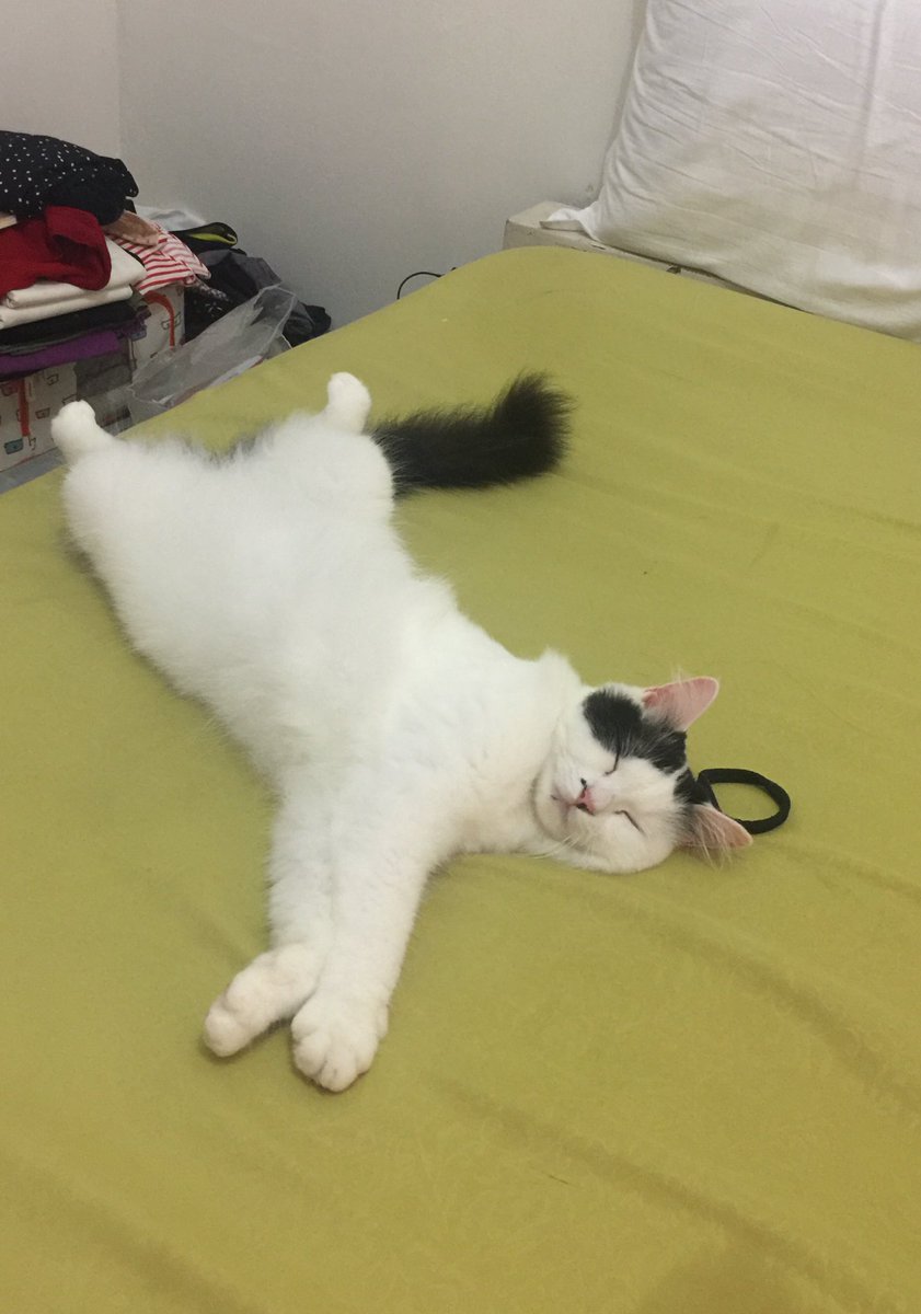 bintik_'s tweet photo. Perbedaan gaya tidur bintik kalo lagi sehat sama kalo lagi gaenak badan https://t.co/vMyEOaB6Qc