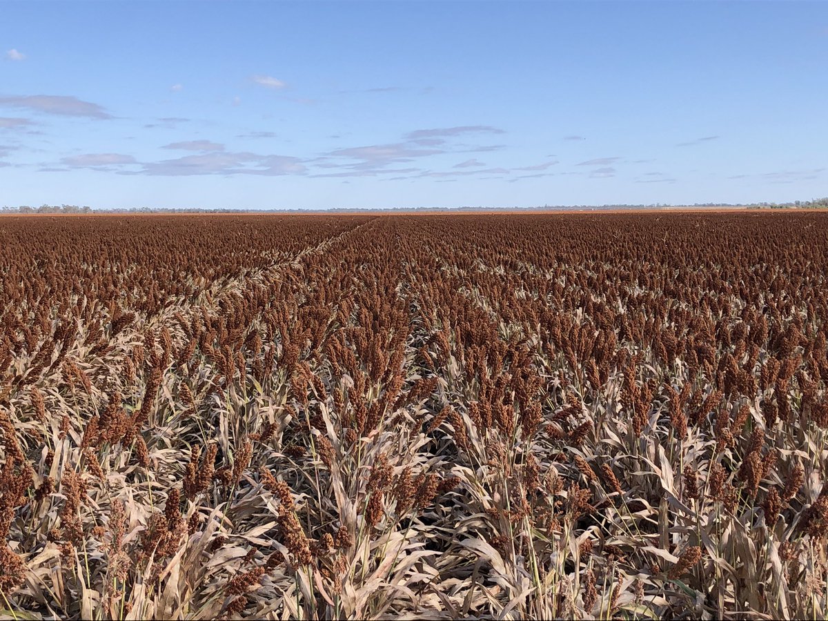 Eagerly awaiting to get the header into this crop. 18 days post spray out and still 18% moisture <a href="/PacificSeeds/">Pacific Seeds</a>