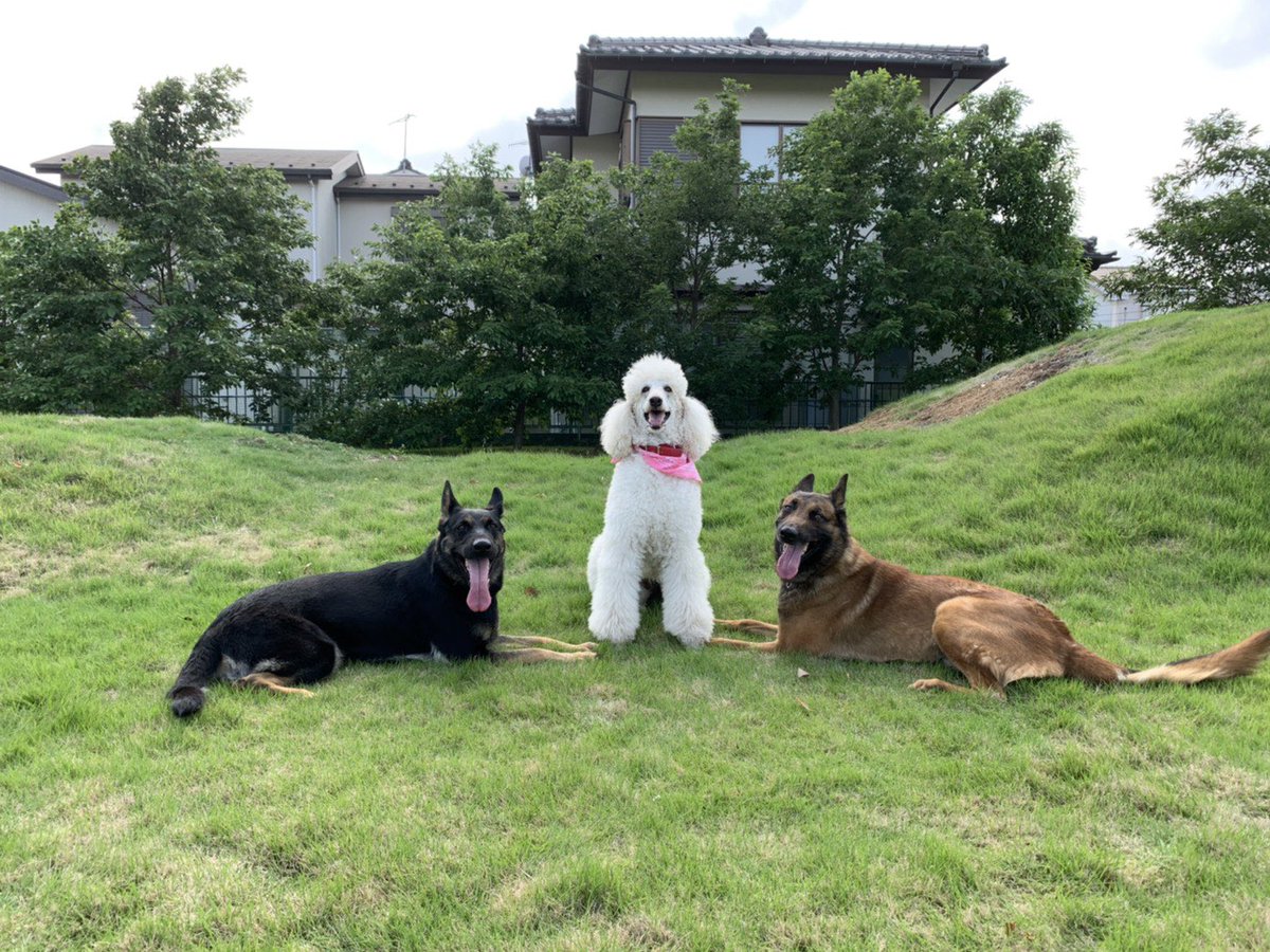 ドッグラン湘南 Dogrunshonan Twitter ドッグラン湘南 Dogrunshonan Twitter