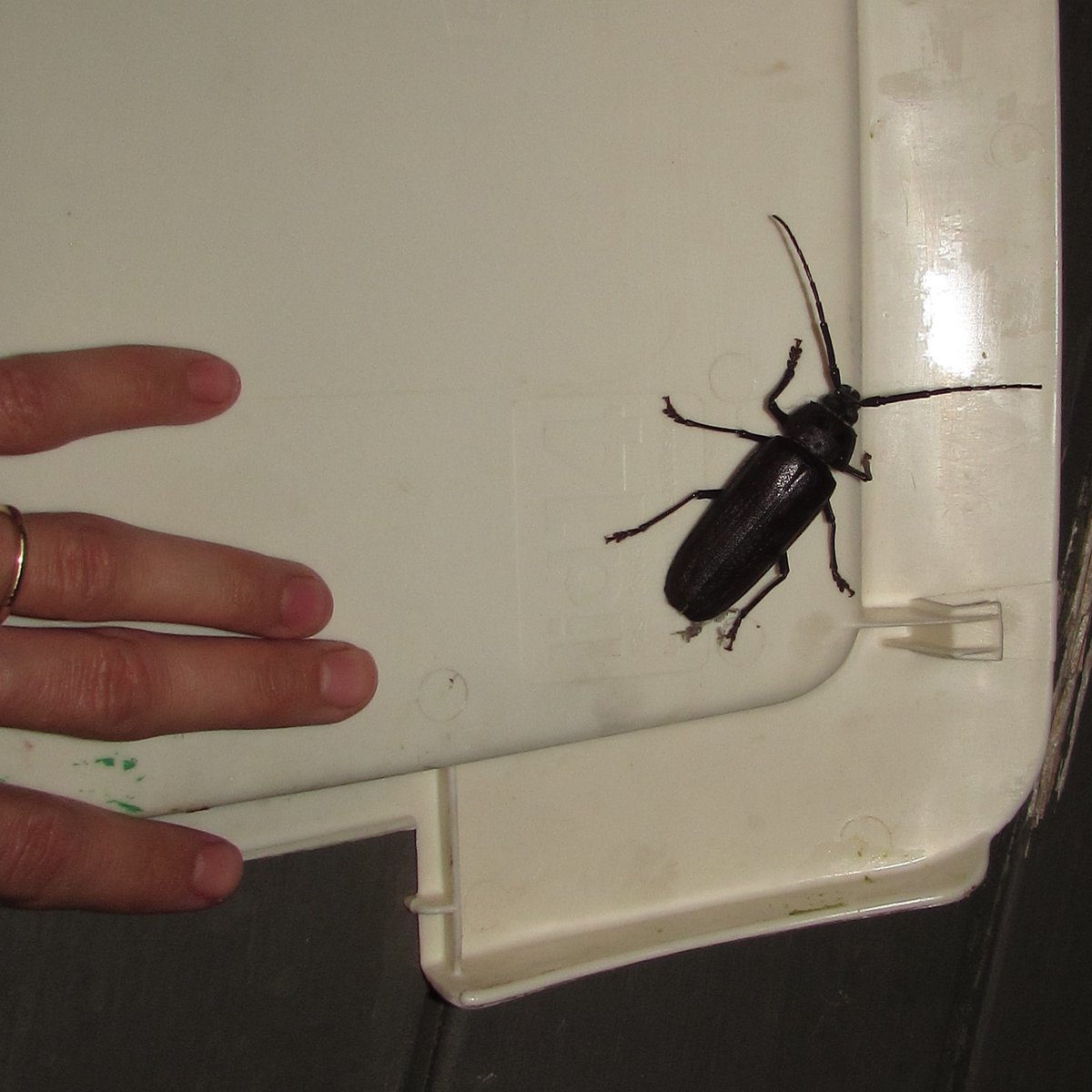 TravSqrlChef's tweet photo. Throwback (summer 2018, Arrowhead, California) to the biggest bug I've ever personally encountered outside zoos: the pine sawyer beetle. https://t.co/Gfx7503UiF