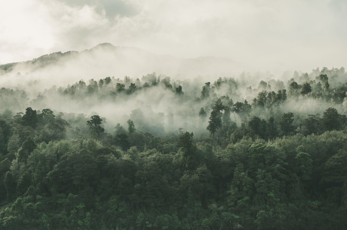 orangutanallnce's tweet photo. As the #economy changes so does production of #palmoil. Will this be a moment of relief for the #rainforests? #noplanetb #conservation #sustainability More 👇
https://t.co/QVprsBaTtP https://t.co/DehhVBlY8H