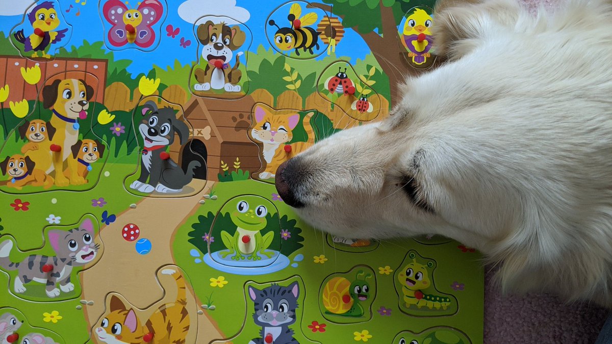 Kautendog's tweet photo. Hier ist es bequem. Hier bleib ich liegen 😴 ☺.

#IncredibleAmy #GoldenRetriever https://t.co/tA1OIbrFix