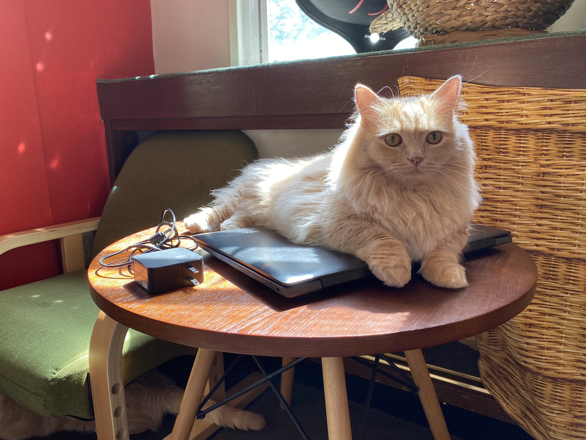 シュネコカフェ パソコン占領の巻 休業中 シュネコカフェ Syuneko 猫カフェ おうち時間 パソコン 占領 短足 マンチカン カフェ コロナに負けるな Cat にゃんこ モフ モフモフ 休憩中 可愛い 男の子 かっこいい 写真 ねこ ねこすき