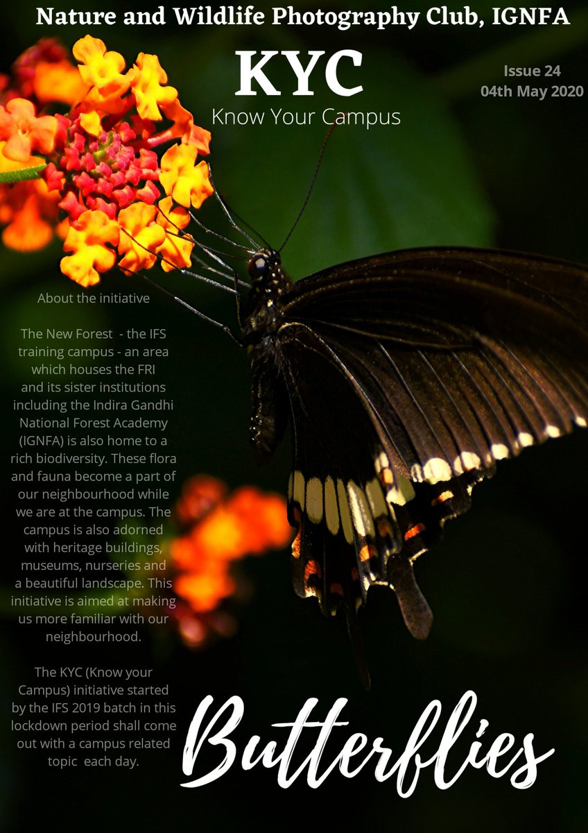 BeingIfs's tweet photo. Topic of the Day : Butterflies
KYC Series- Issue #24
#KYC_IGNFA #IFSBatch2019
Text and Design : @agrim_saini and @kasturi_sule(IFS, 2019 Batch)
Photographs : @AnandReddyIFS, @abhimanyu1729, @agrim_saini, @kasturi_sule
Part 1 https://t.co/ChkSWJPssH