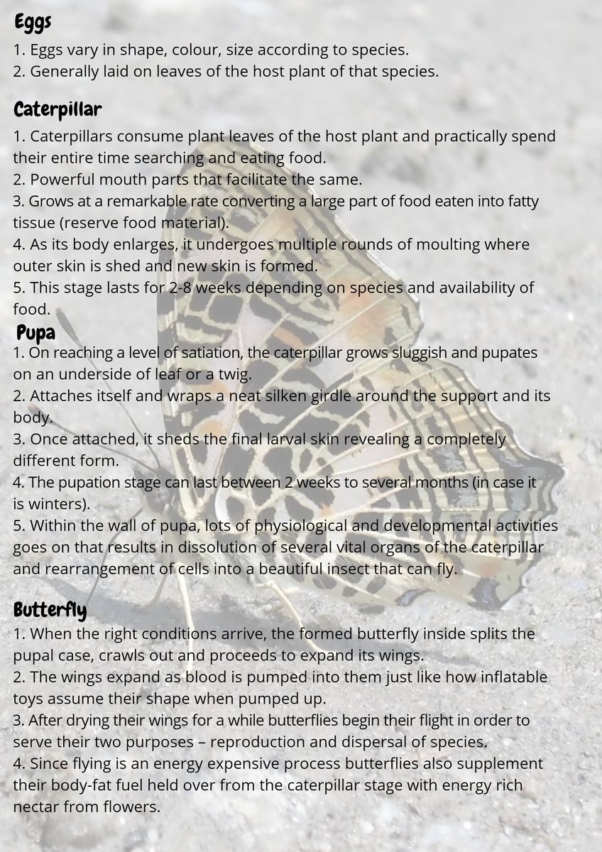 BeingIfs's tweet photo. Topic of the Day : Butterflies
KYC Series- Issue #24
#KYC_IGNFA #IFSBatch2019
Text and Design : @agrim_saini and @kasturi_sule(IFS, 2019 Batch)
Photographs : @AnandReddyIFS, @abhimanyu1729, @agrim_saini, @kasturi_sule
Part 1 https://t.co/ChkSWJPssH
