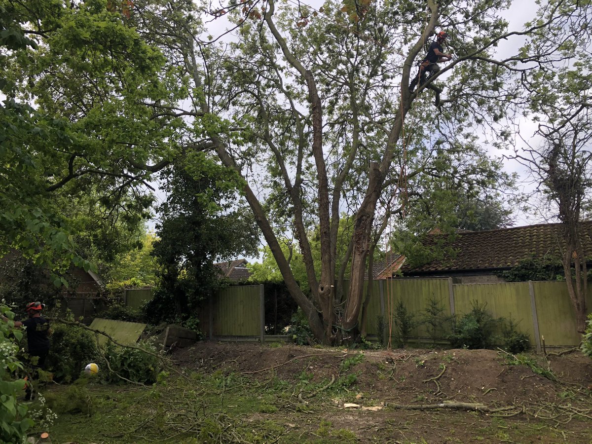 asilletttrees's tweet photo. Working upon this multi stemmed old Ash tree. Tree had large cavities in base and old wounds from previous storm damage. #treesurgery #norfolktreesurgeon #pollarding https://t.co/n58HViWfY8