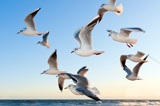 ASubichar's tweet photo. Amazing Facts About Birds in Hindi  | पक्षियों से जुड़े 48 रोचक तथ्य | Anmol subichar | https://t.co/SZ3bjb8v1Q