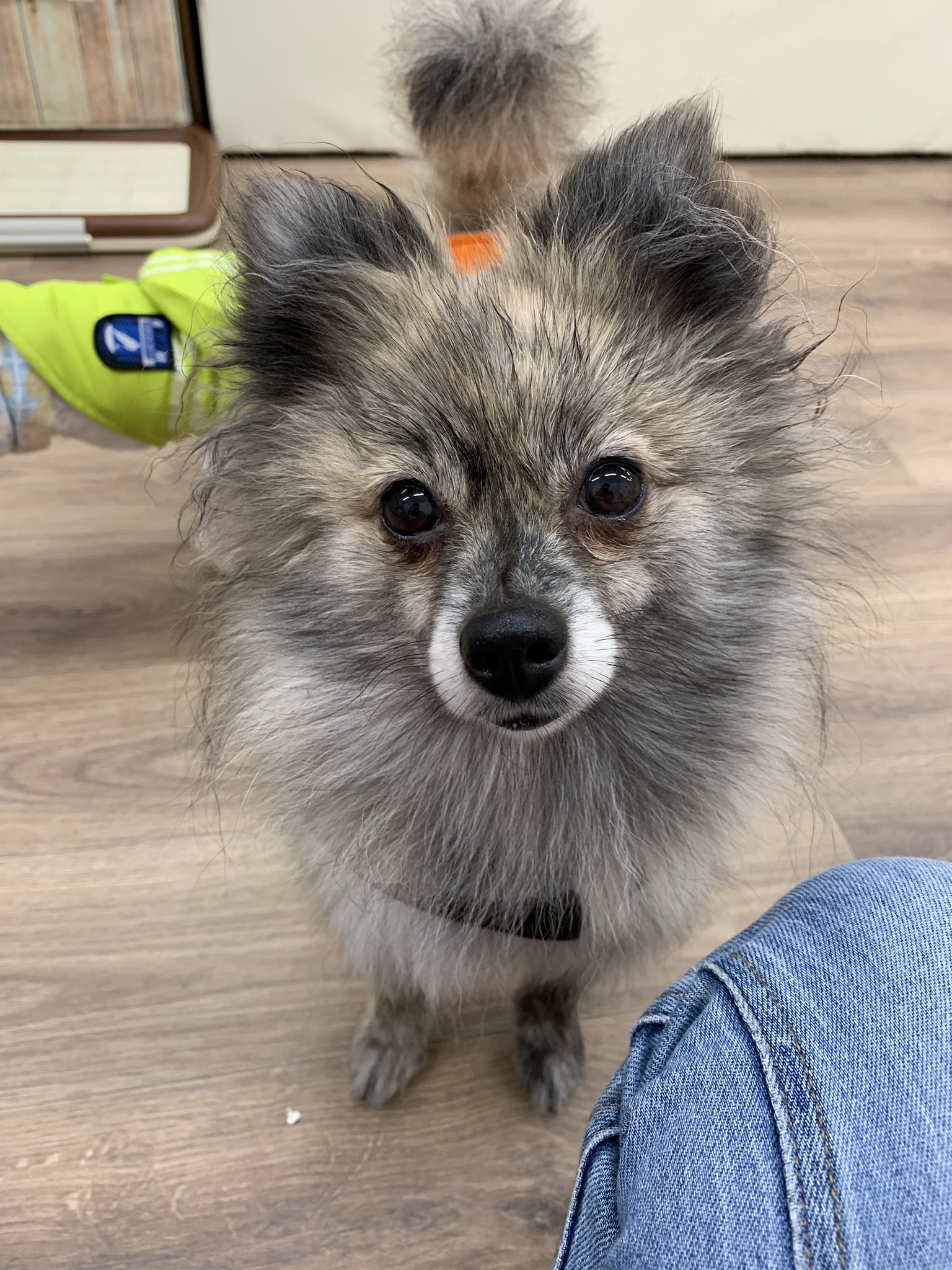 保護犬カフェ 保護猫カフェ 寺田町店 保護犬カフェ天神橋店 嬉しいご報告 ゆにちゃんに家族が見つかり卒業しました 良いご縁があってよかったね おめでとう 保護犬カフェ卒業 T Co Itsicno6g3 Twitter