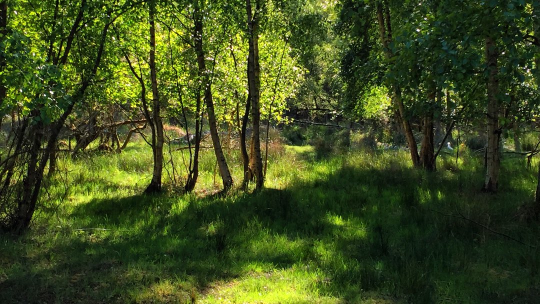 Alex_Verbeek's tweet photo. 🌳 

Good morning world. 

I love to walk here in Zeeland in the nearby dunes. The color green in nature is so special in May, and the leaves filter the sunlight.

I saw deer, free roaming ponies, and many butterflies. I heard the rare tree frogs, and happily singing birds. 😊
. https://t.co/JjcyGtdEpp