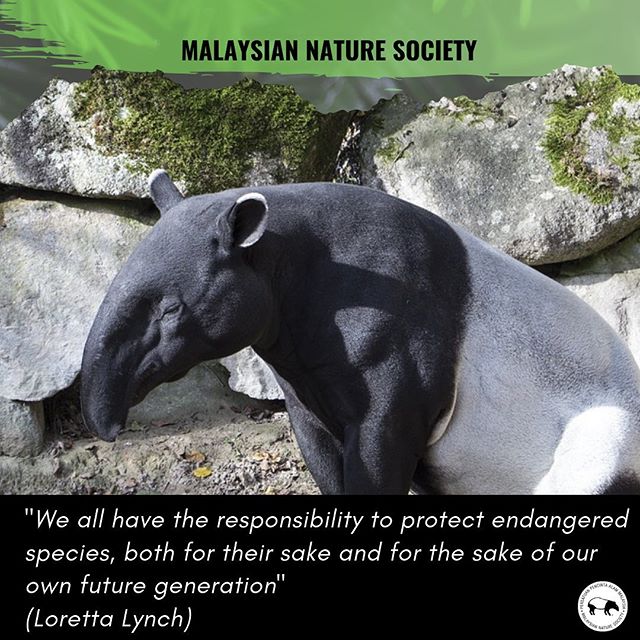 bælte kulstof forbundet MNS on Twitter: "It's Endangered Species Day! Malaysian Nature Society  initiative aim to secure the conservation of environmentally sensitive  areas, key habitat for the protection of these species. Join us today at