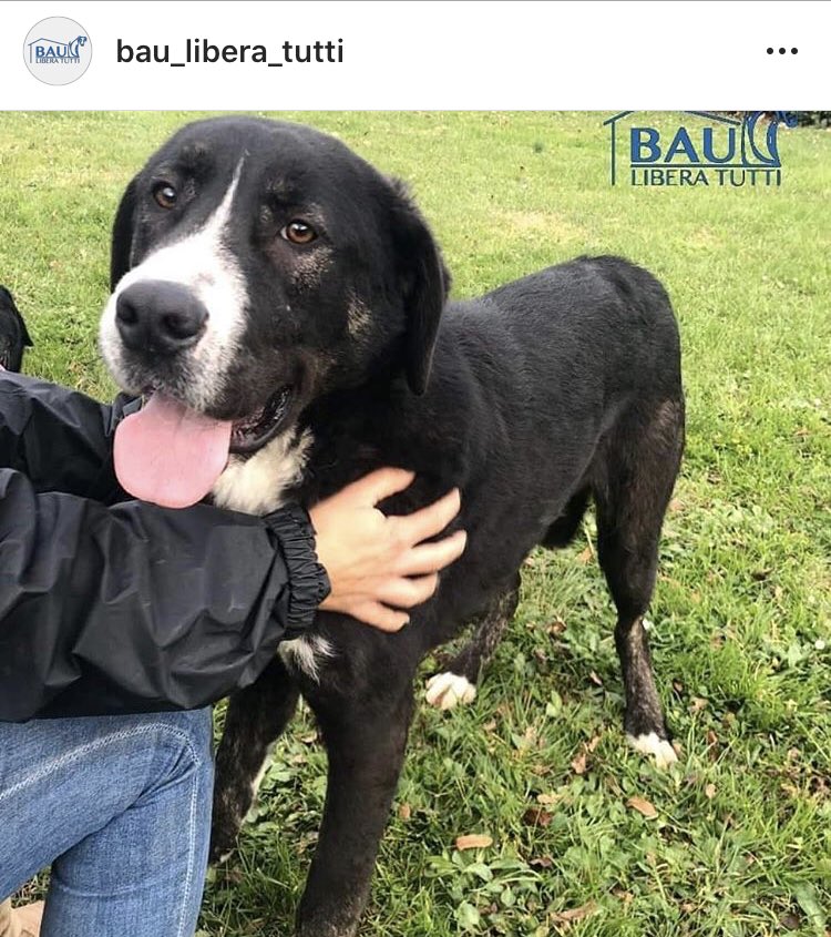 susy962's tweet photo. 🆘🆘Zorro ha bisogno del nostro aiuto. Facciamo girare il più possibile grazie🙏❤️ https://t.co/U8P7TlPg0n