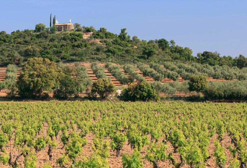 #ClimateMW #MuseumWeek
🔴 En Provence, le <a href="/chateauleoube/">Chateau Leoube</a> (Var) vous propose de découvrir des vins d'exception dans un cadre absolument idyllique, le tout dans le respect de respect de la terre et du terroir ! 🌍🌿 #MuseumWeek2020 

🌐 leoube.com/vin-bio-proven…