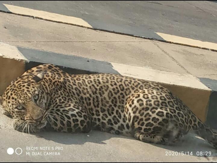 harshitkumar11's tweet image. effect of lock down 
A leopard was seen on road near sion, mumbai
#COVID #CoronavirusOutbreak #nature