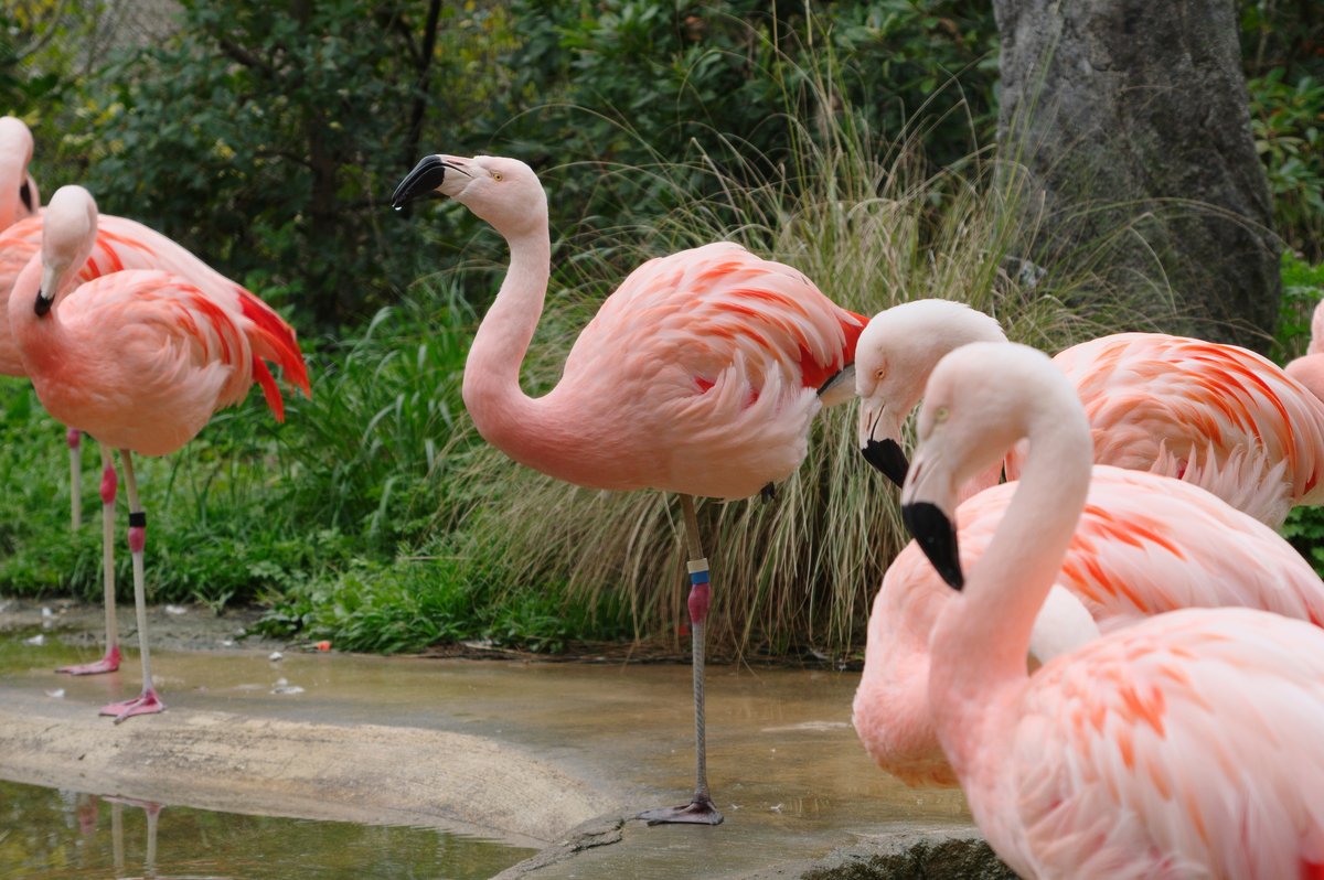 ときわ動物園 公式 鳥の片足立ちって フラミンゴ だけと思ってませんか 羽毛のない足を保温するためと言われています 私 たちのまわりでよく見かける アオサギ だって ドバト だって 動物園の クロツラヘラサギ だって 片足立ち中です ときわ